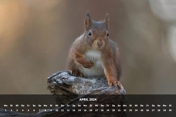 raxxa Wandkalender Premium Monatskalender Eichhörnchen 2024