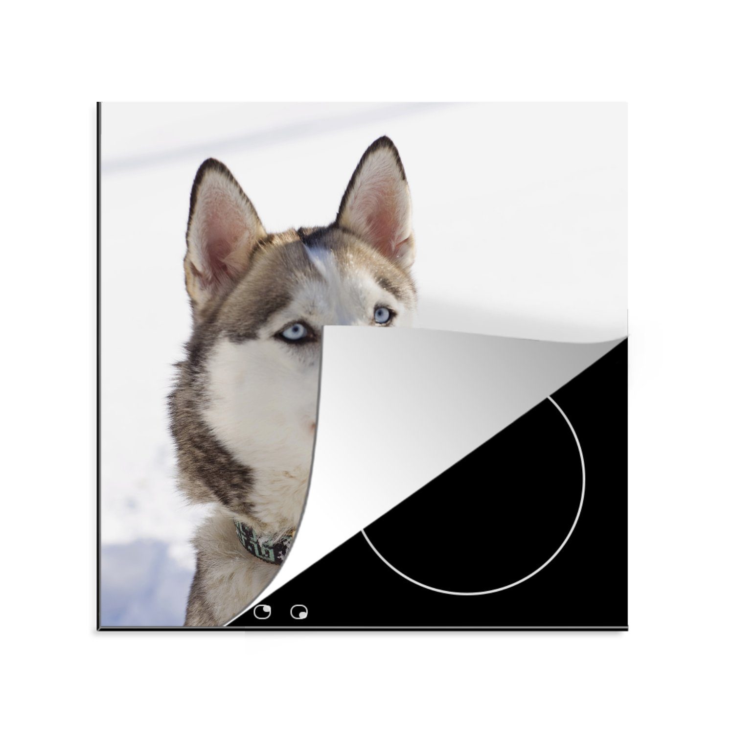 MuchoWow Herdblende-/Abdeckplatte Sibirischer Schlittenhund im Schnee, Vinyl, (1 tlg), 78x78 cm, Ceranfeldabdeckung, Arbeitsplatte für küche