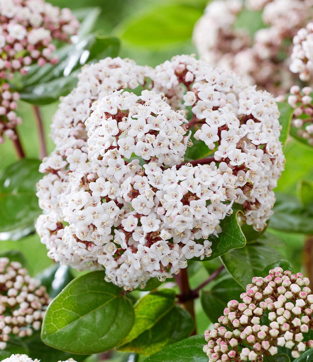 BALDUR Garten Zierstrauch Winterblüher Viburnum 'Rock 'n Rolla®', 1 St., Winterschneeball, immergrün,winterhart, mehrjährig,duftend – Bild 2 von 3