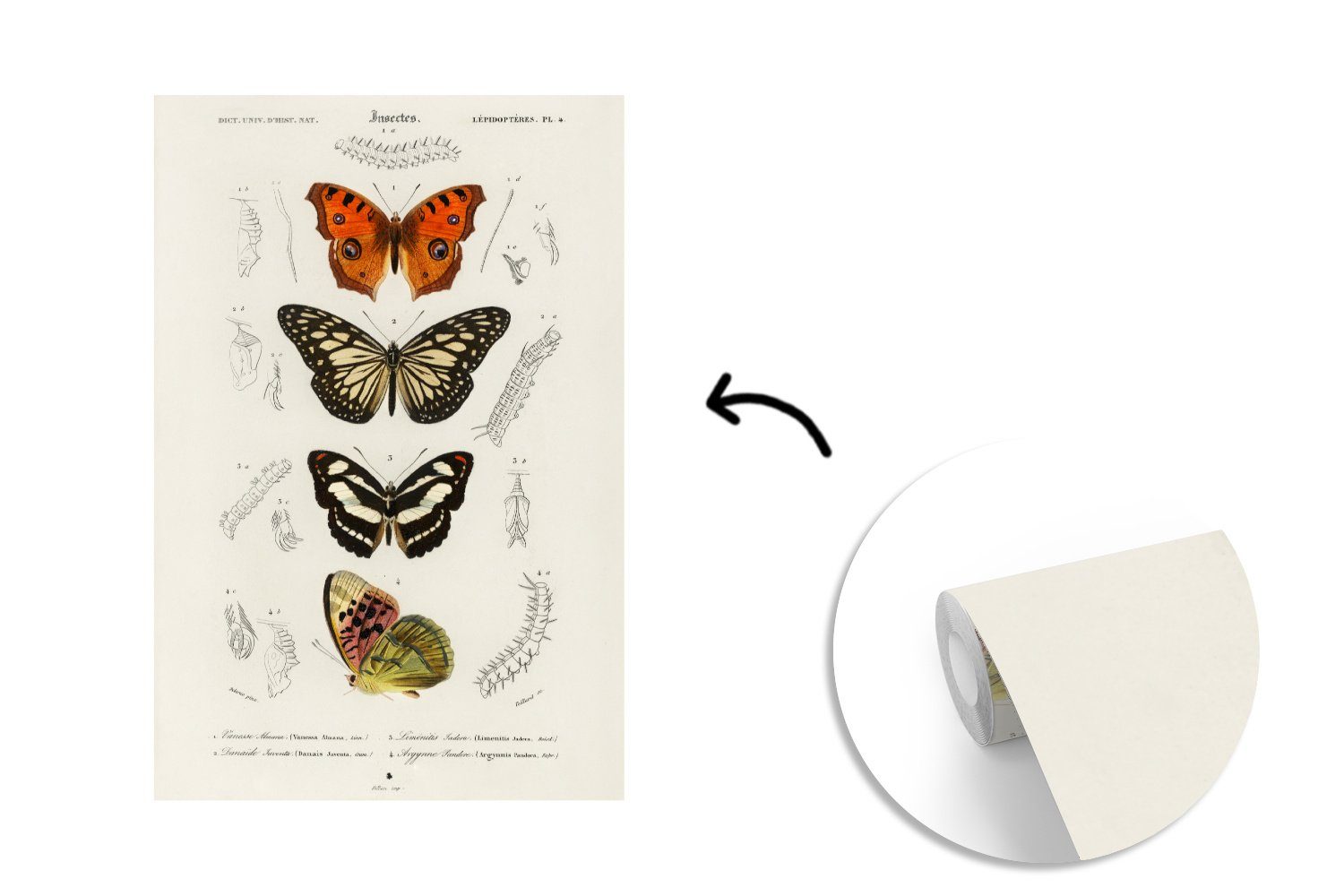 Schmetterling Fototapete für MuchoWow St), Vinyl (3 Matt, Wohnzimmer, Wandtapete Insekten, Montagefertig Tapete - Vintage bedruckt, -