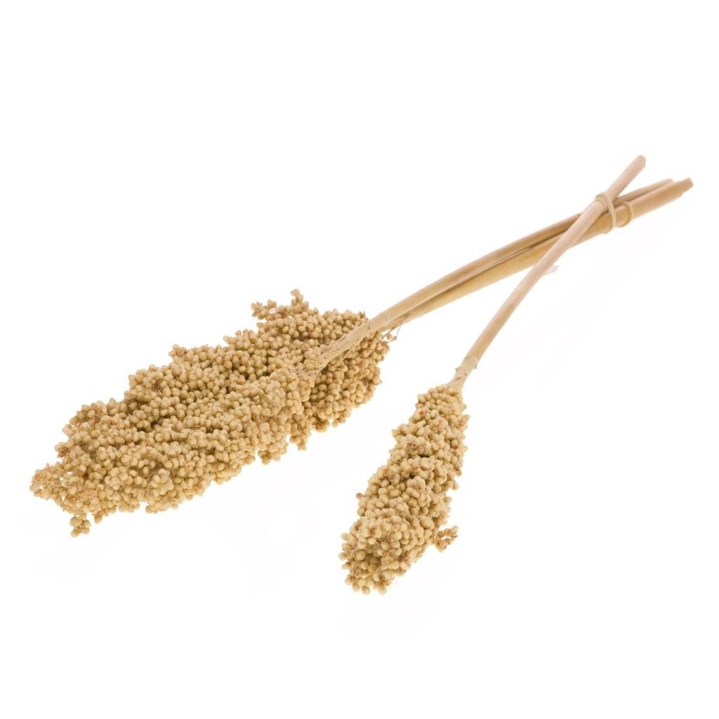 Trockenblume Indian-Corn-Trockenblumen in Natur, 3 Stiele, günstig online kaufen