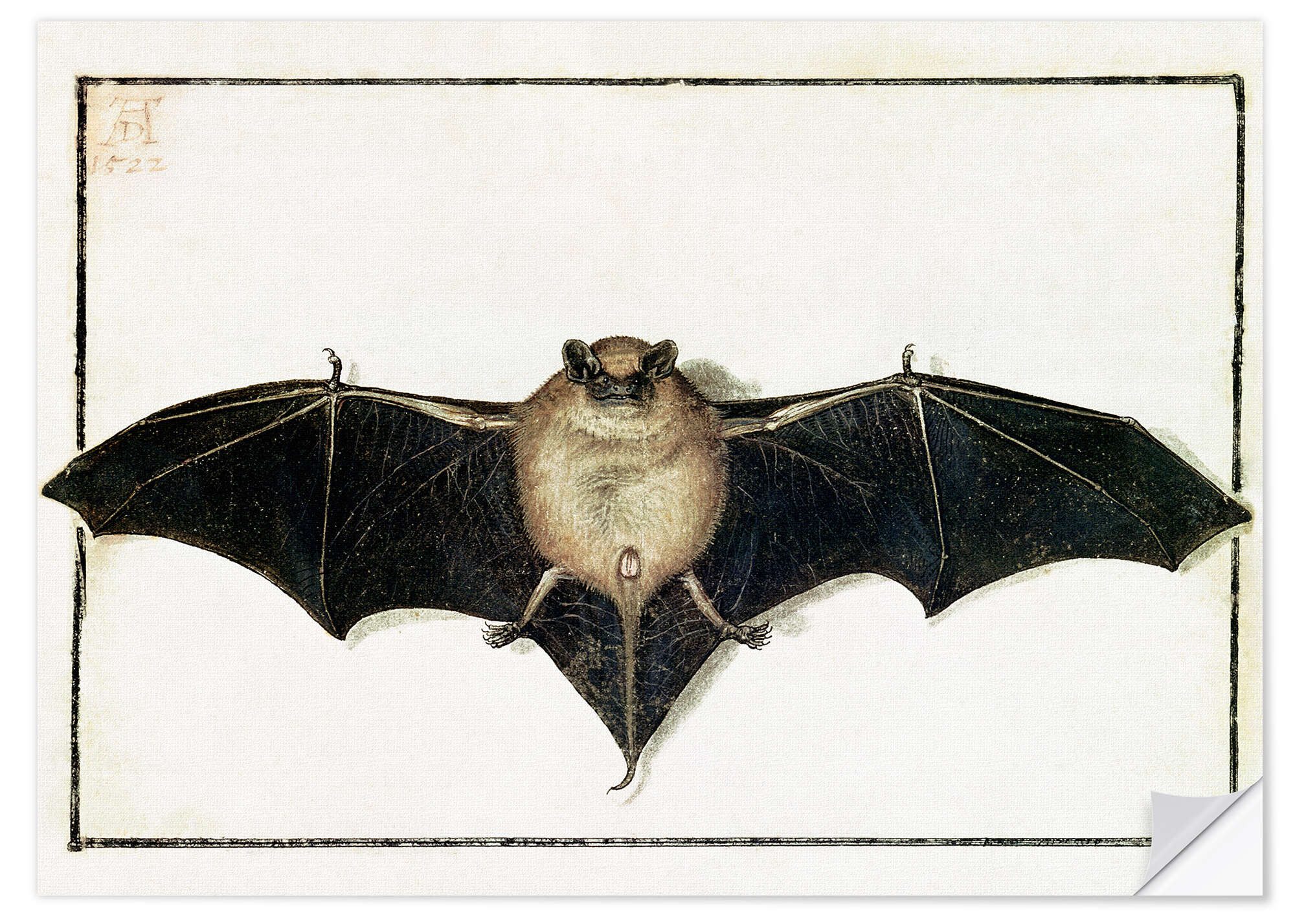 Wandfolie Albrecht Dürer