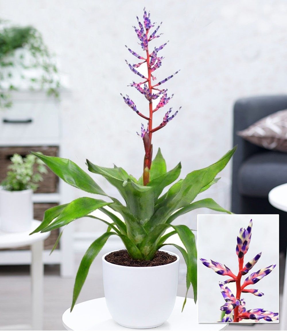 BALDUR Garten Zimmerpflanze Aechmea 'Blue Rain', 1 St., Aechmea, Trichterbromelien