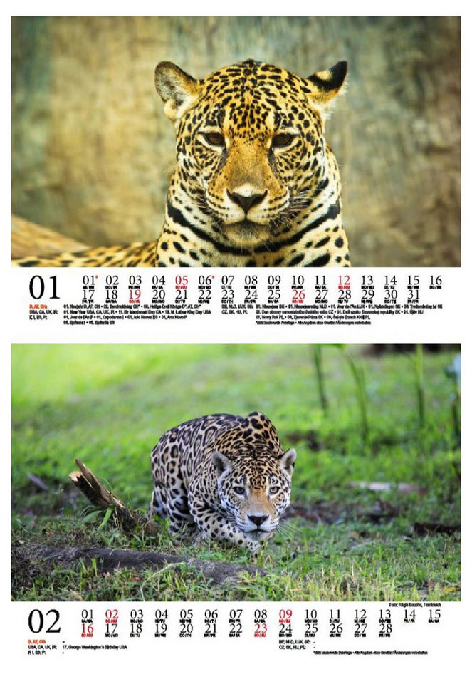 Thumbnail - Seelenzauber Tischkalender Jaguarzauber DIN A5 Kalender für 2025 Jaguar