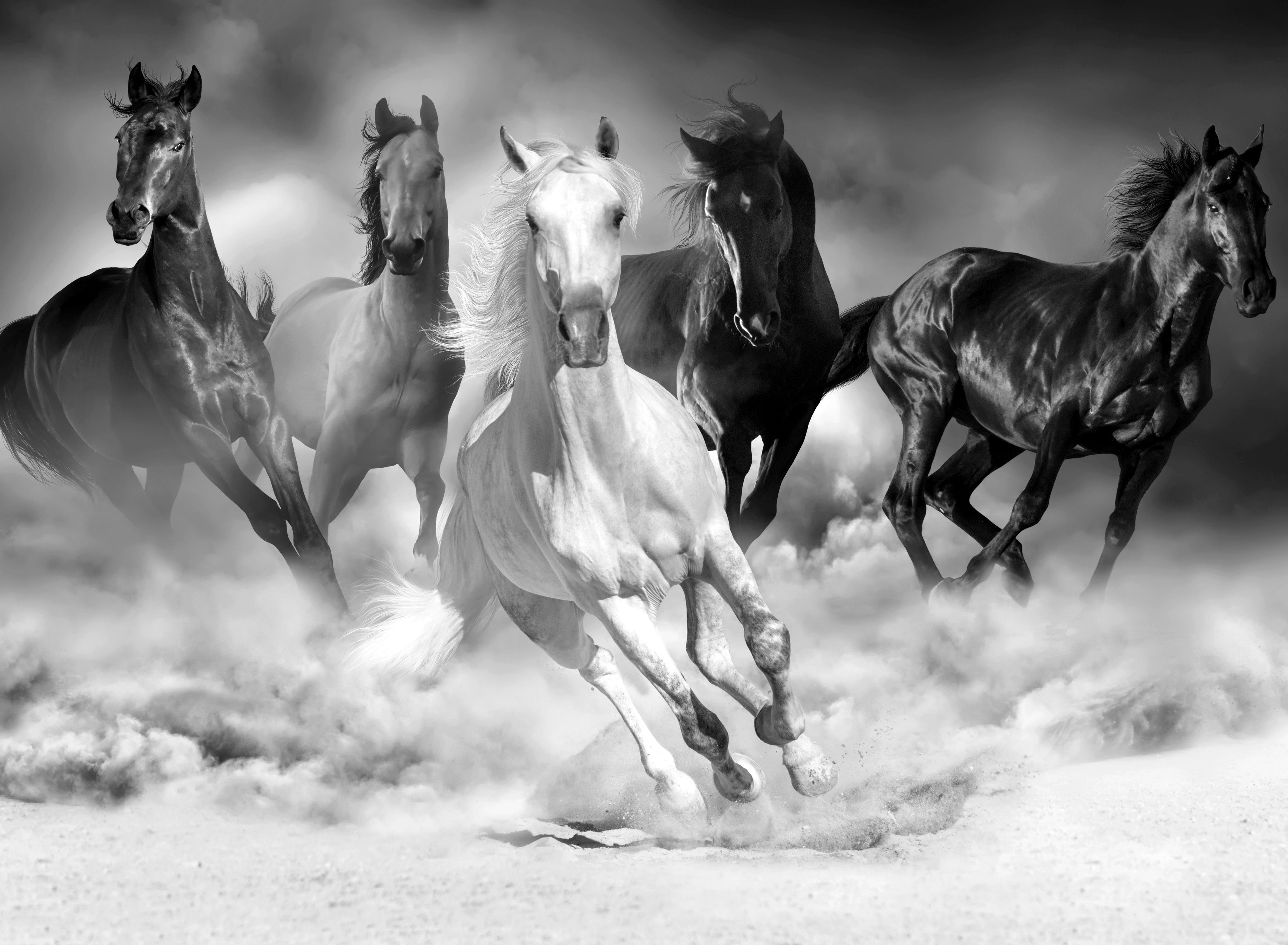 Weiß Schwarz Pferde Papermoon & Fototapete