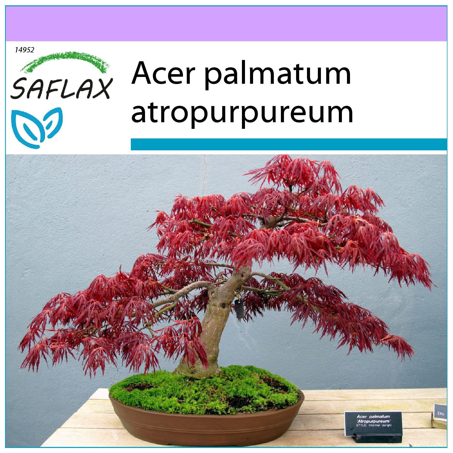 SAFLAX Blumensamen SAFLAX - Samen - Roter Fächerahorn – Bild 5 von 5