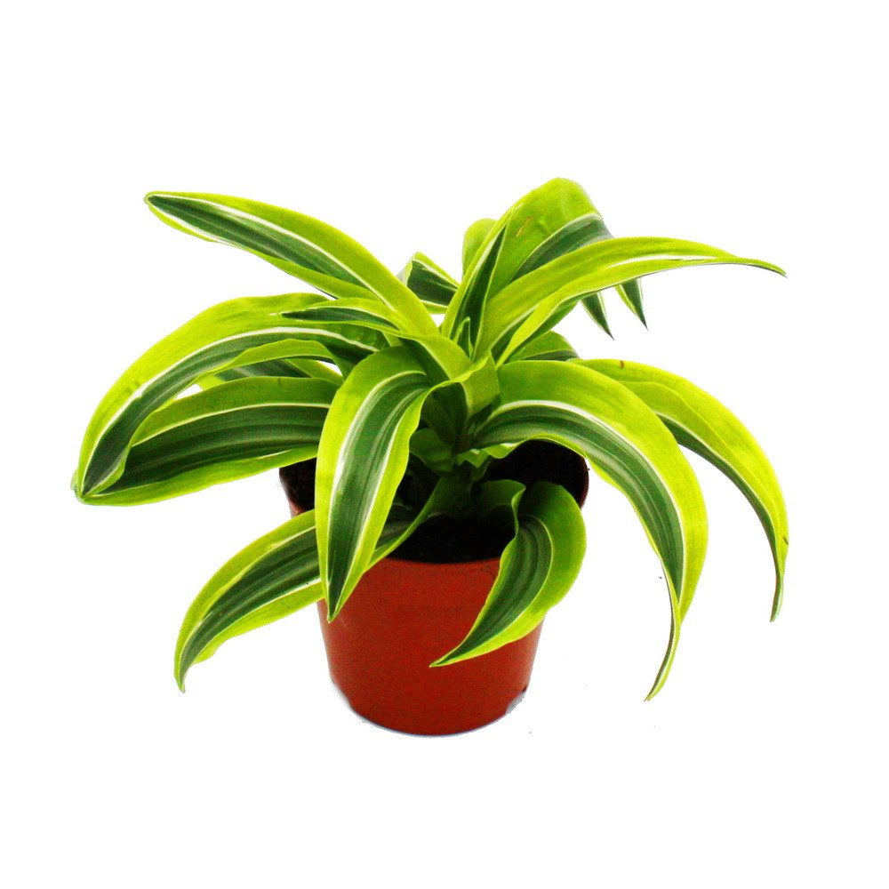 Exotenherz Zimmerpflanze Drachenbaum - Dracaena deremensis fragrans - 12cm günstig online kaufen