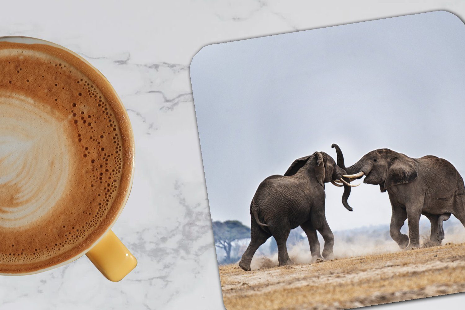 - Korkuntersetzer, Natur, Glasuntersetzer MuchoWow Tasse Untersetzer, - Flachland Zubehör - Tiere Elefant für 6-tlg., Tischuntersetzer, Gläser, Glasuntersetzer,