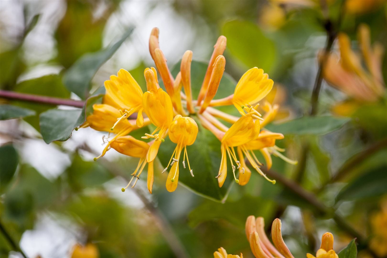 Pflanzen für Dich Kletterpflanze Lonicera tellmanniana, 1 St., Tellmann-Geißblatt, Tellmanns Geißblatt, gelb-orange Blüten, kletternd