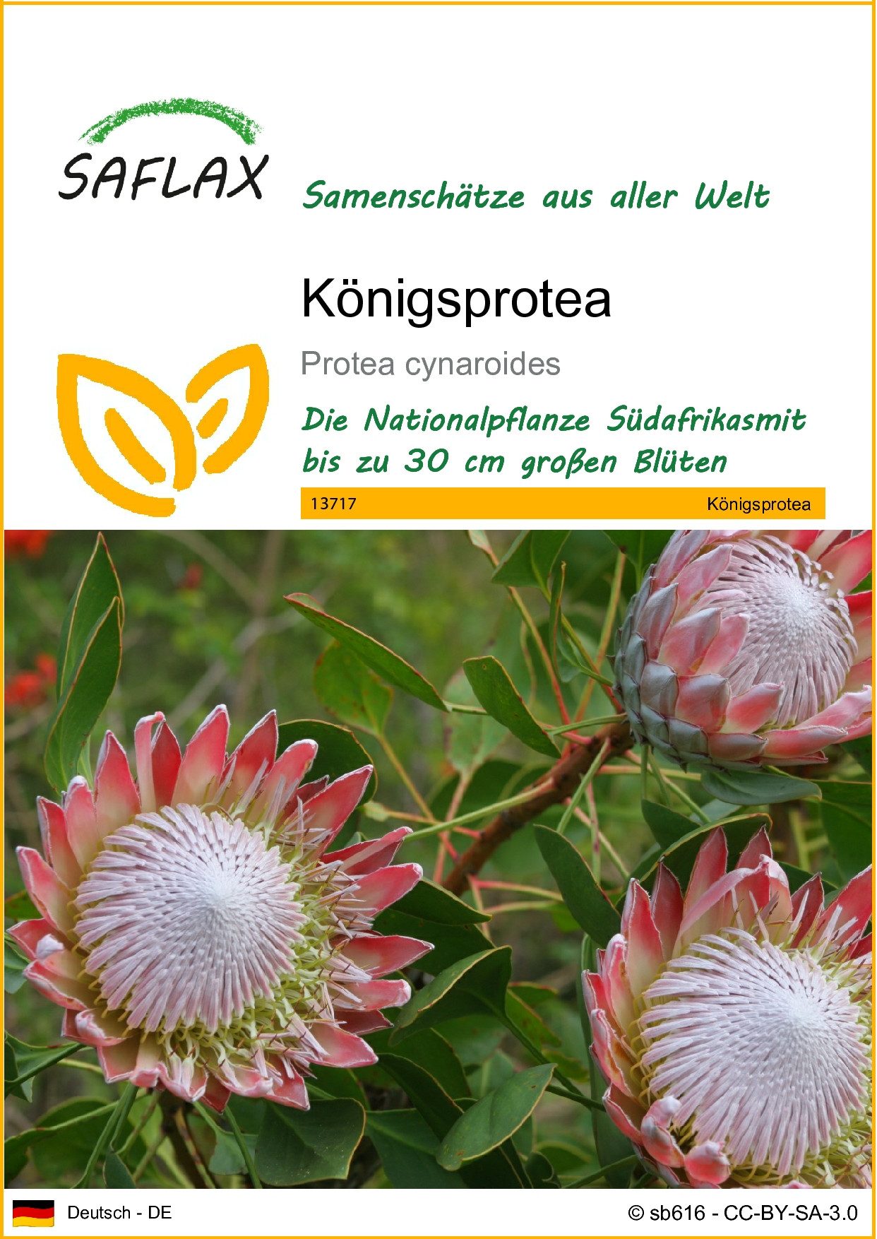 Blumensamen SAFLAX - Samen - Königsprotea