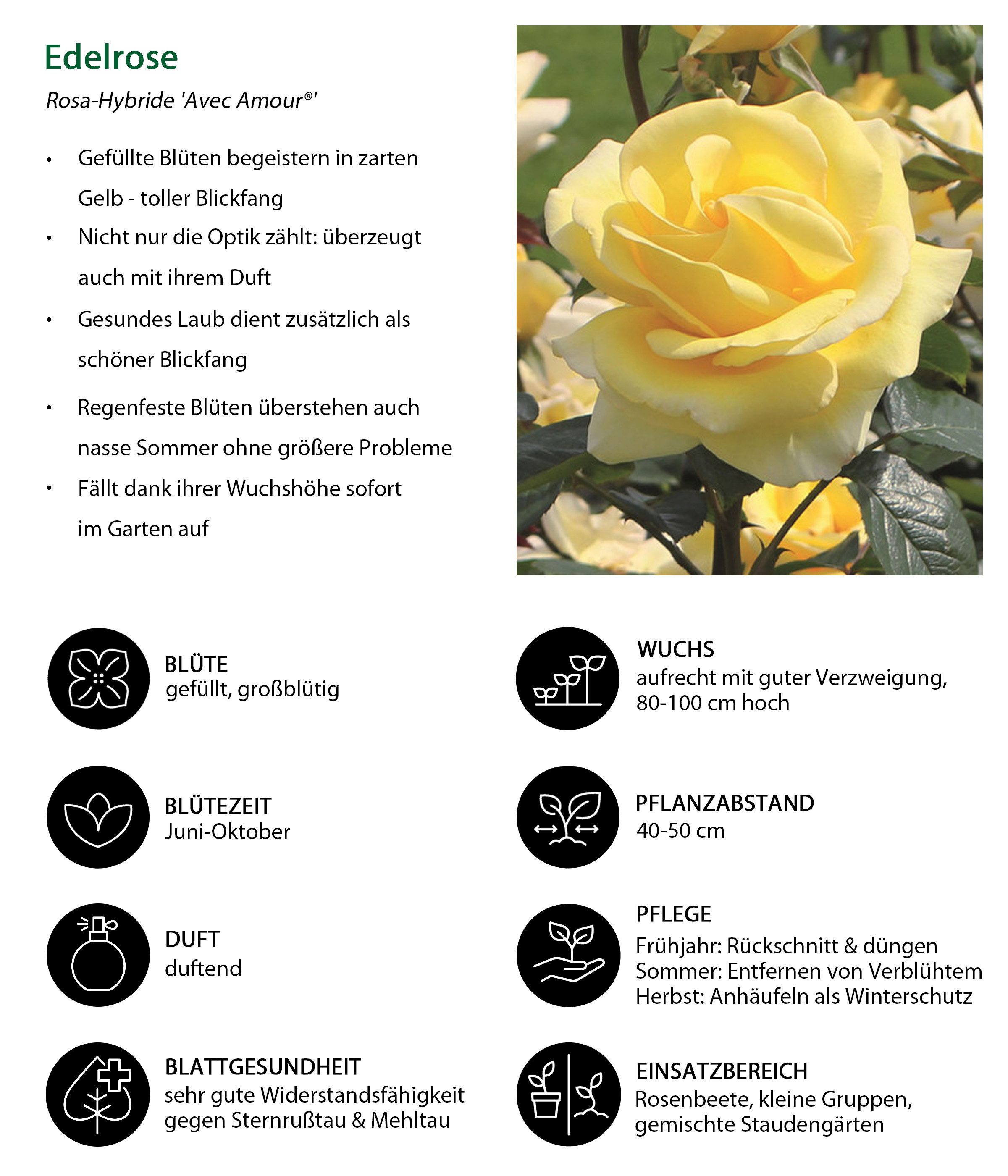 Dehner Rose Edelrose Avec Amour®, gelbe Blüten, 15-30 cm, intensiv duftend, 4 l Topf, Züchter Tantau