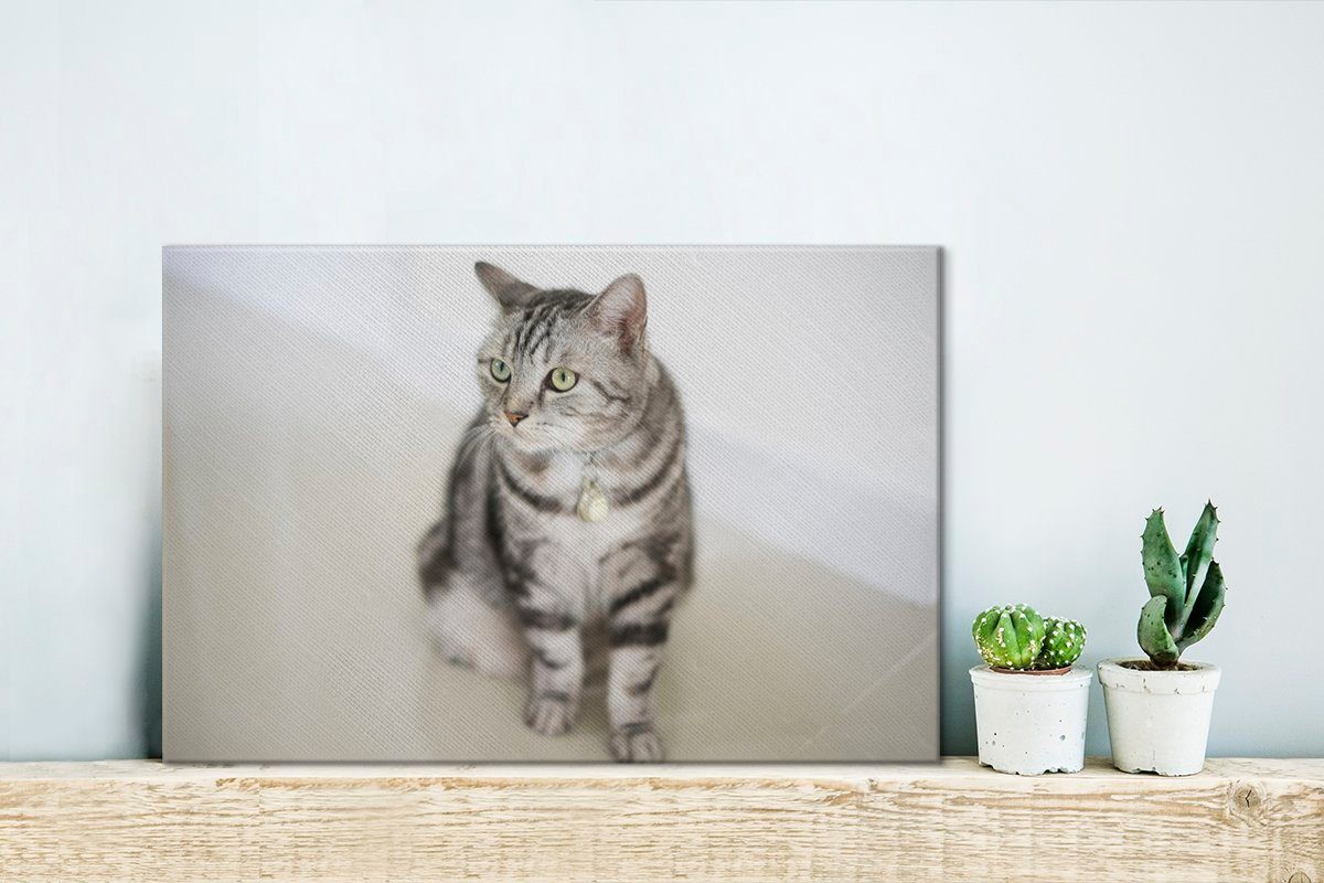 OneMillionCanvasses® Leinwandbild American Kätzchen, Wanddeko, Wandbild Leinwandbilder, 30x20 St), Shorthair (1 cm Aufhängefertig