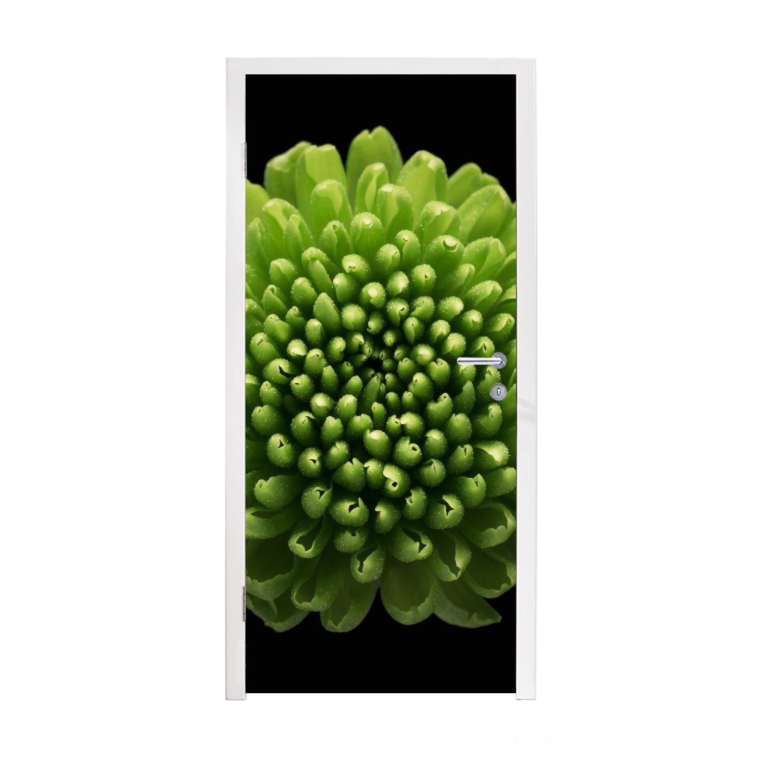 MuchoWow Türtapete Eine grüne Chrysanthemenblüte auf schwarzem Hintergrund, Matt, bedruckt, (1 St), Fototapete für Tür, Türaufkleber, 75x205 cm