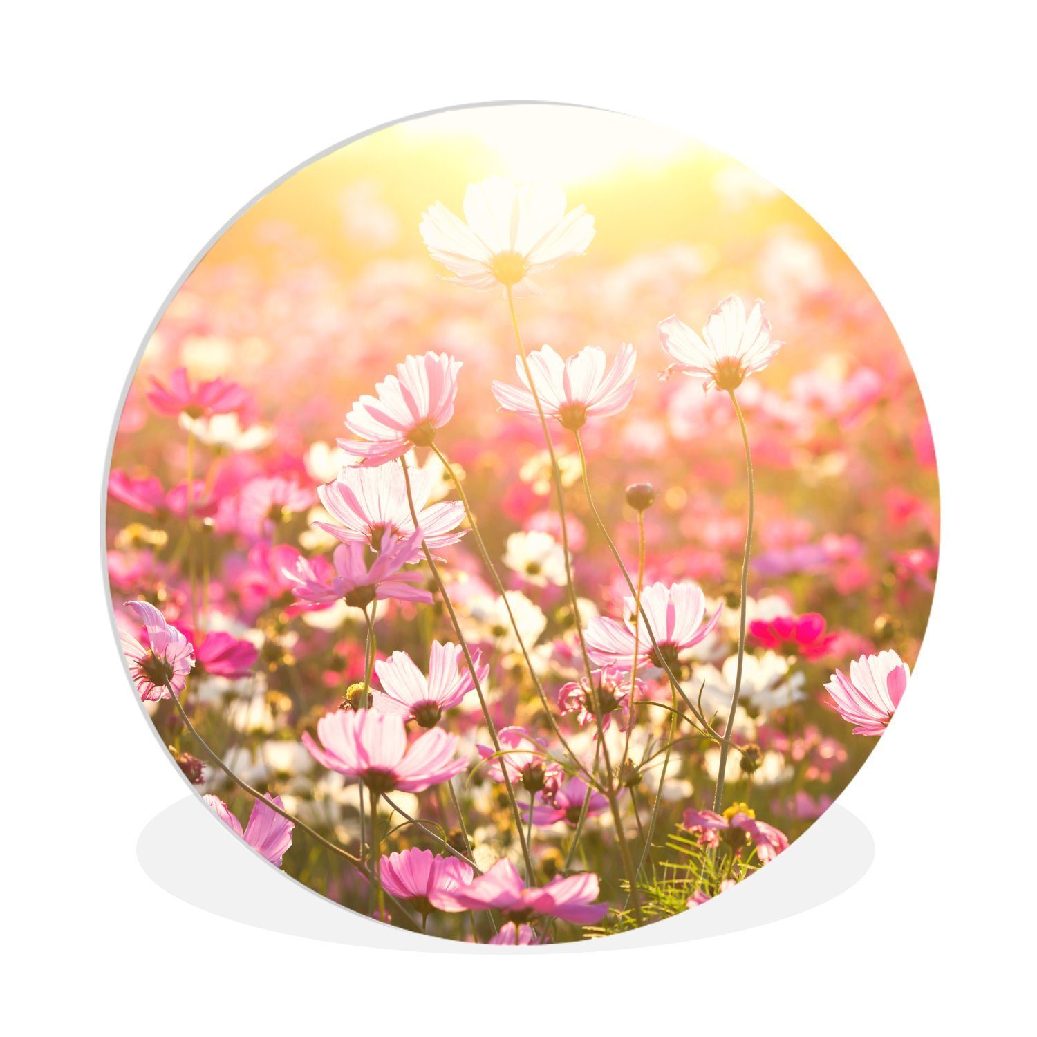 MuchoWow Gemälde Sonnenuntergang - Blumen - Rosa, Fotodruck (1 St), Kreis Wanddekoration, Rundes Wandbild, 30x30 cm