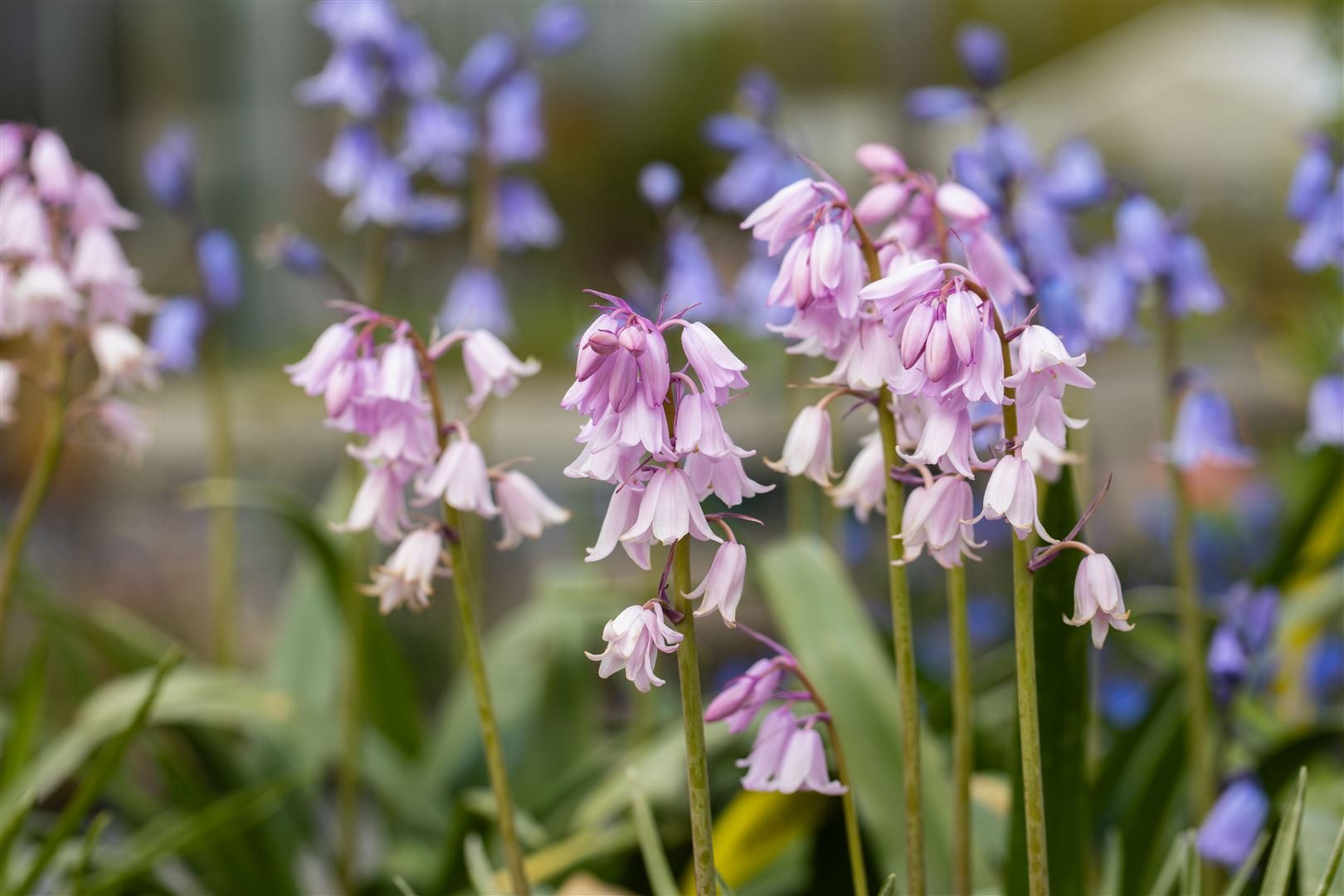 Pflanzen für Dich Staude Hyacinthoides hisp. Rose Queen, 1 St., Spanisches Hasenglöckchen, Spanische Hyazinthe