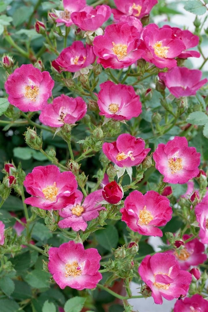 Pflanzen für Dich Rose Rosa 'Lupo'