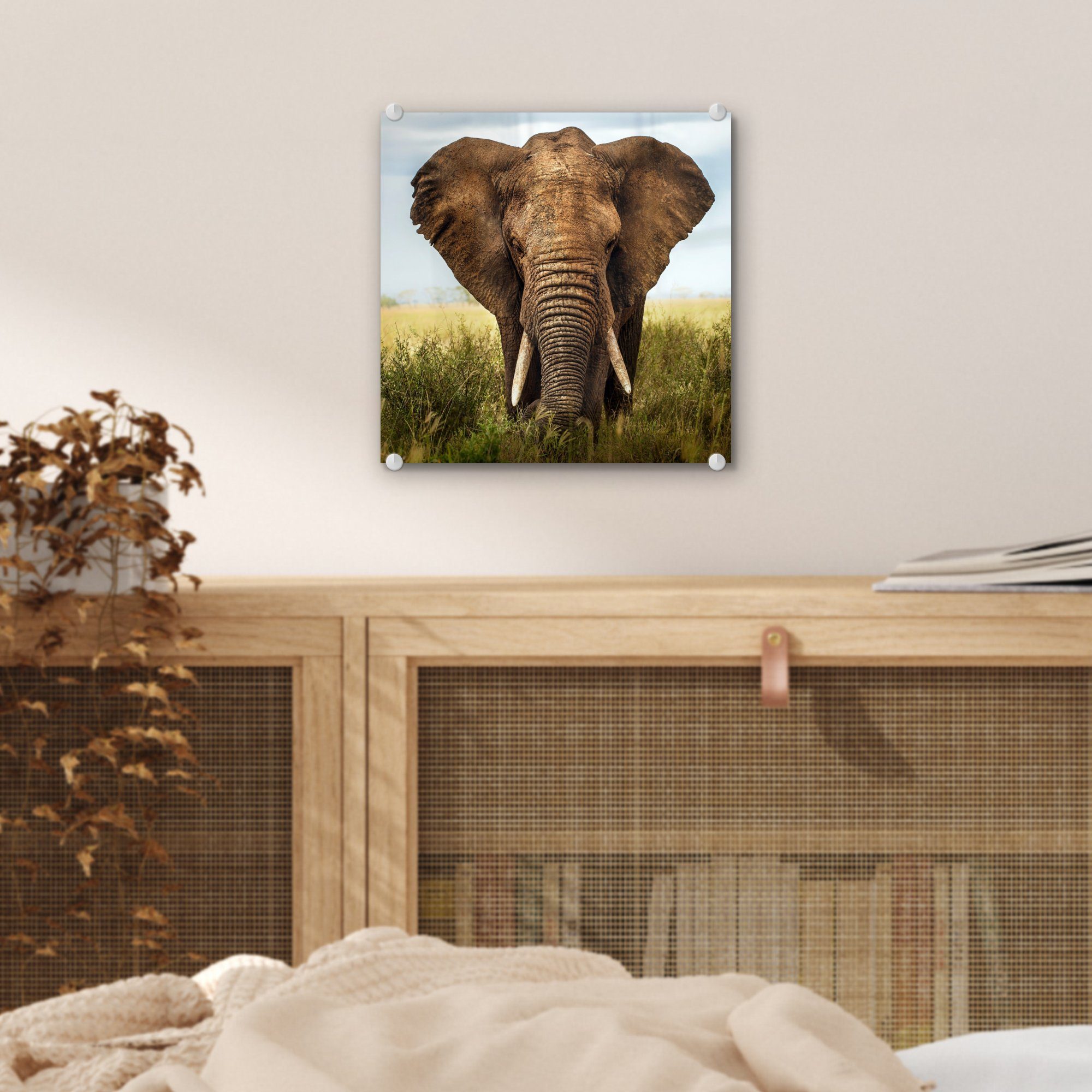 Acrylglasbild Bilder Wandbild Tiere Glas auf - - Gras Natur, (1 - - Wanddekoration - - St), Foto Elefant Glasbilder auf MuchoWow Glas