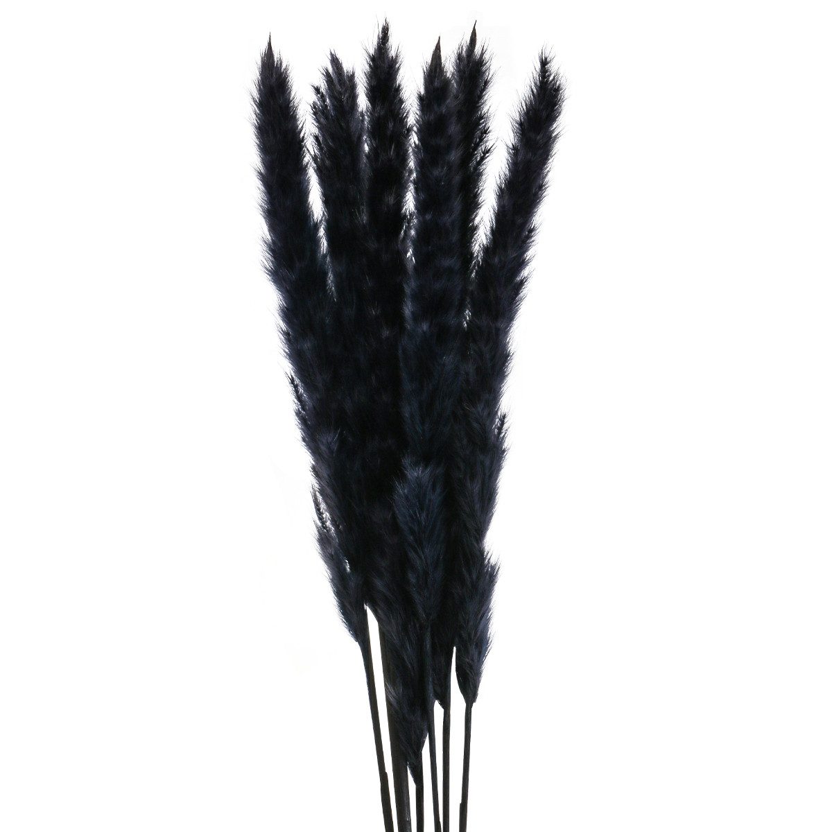 Trockenblume Pampasgras Schwarz Deko Getrocknet 72cm günstig online kaufen