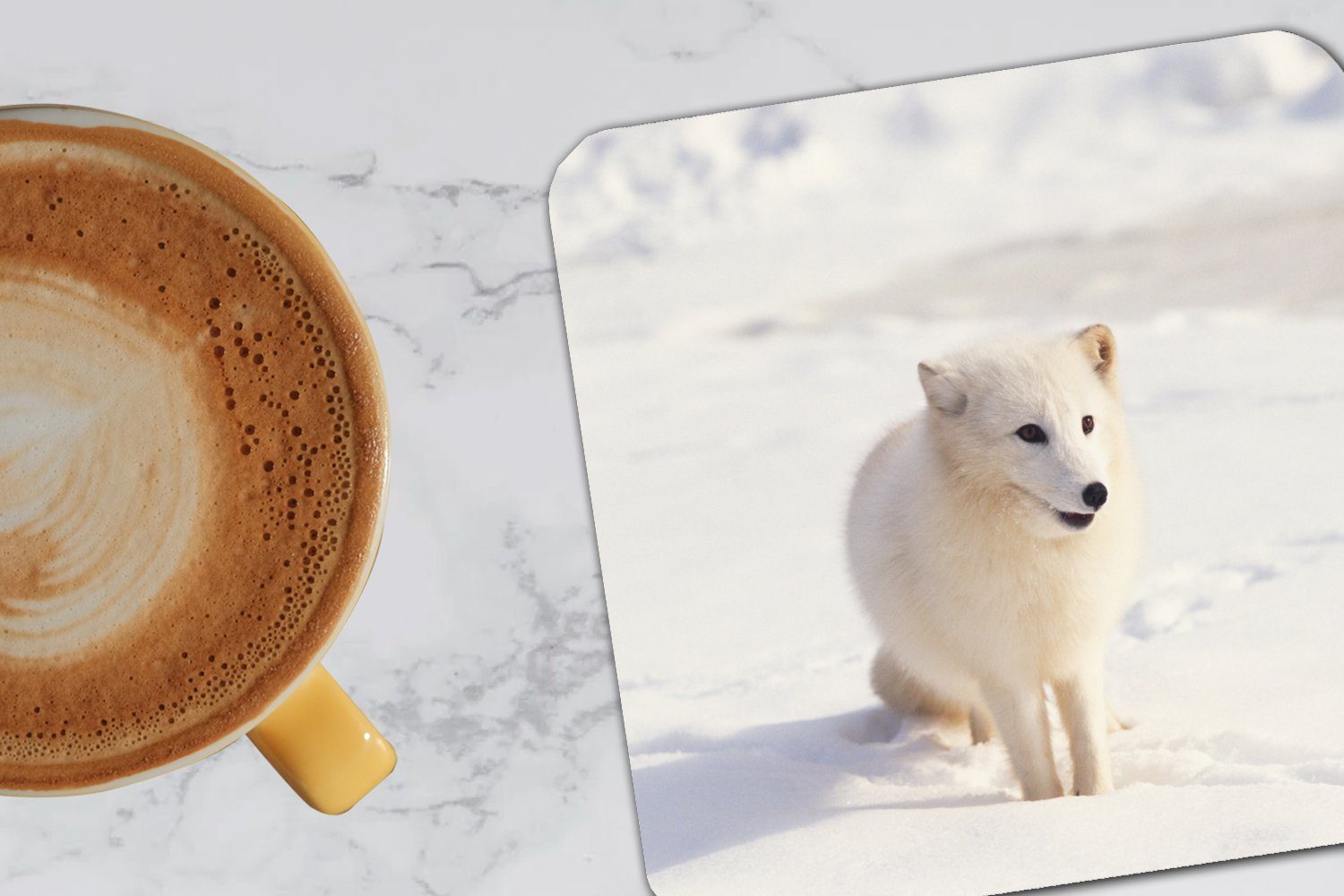 Zubehör Glasuntersetzer, Glasuntersetzer für Schnee MuchoWow Untersetzer, 6-tlg., - Fuchs Korkuntersetzer, Tasse Weiß, Tischuntersetzer, - Gläser,