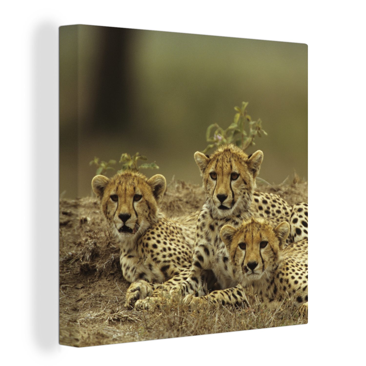 OneMillionCanvasses® Leinwandbild Junge Gepardenjunge, (1 St), Leinwand Bilder für Wohnzimmer Schlafzimmer