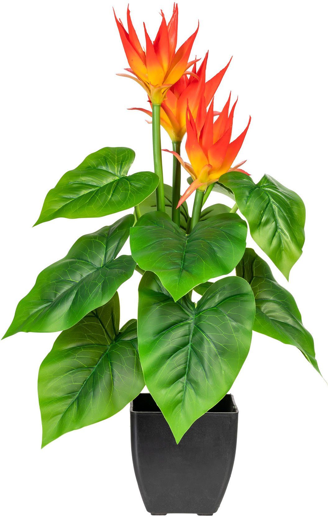 Kunstpflanze Warnow Guzmania, DELAVITA, Höhe 58 cm, im Topf günstig online kaufen