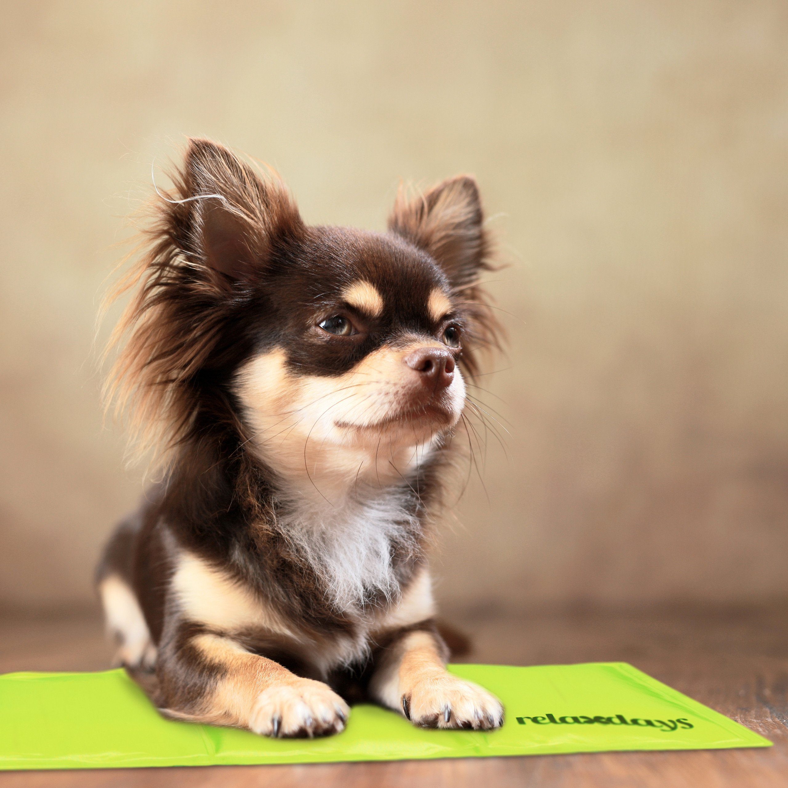 relaxdays Hundematte Grüne Kühlmatte für Hunde, günstig online kaufen