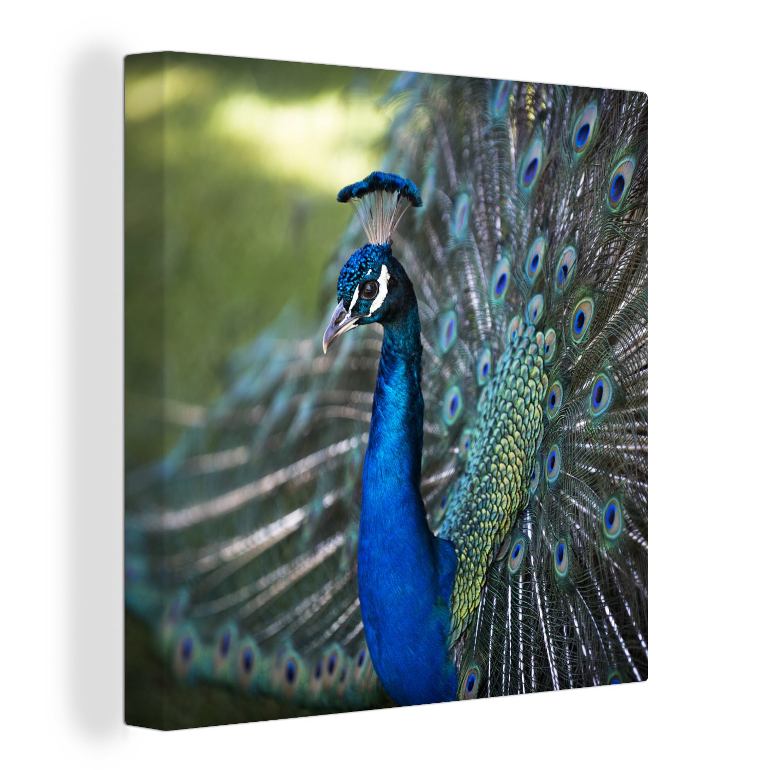 OneMillionCanvasses® Leinwandbild Pfau - Vögel - Blau, (1 St), Leinwand Bilder für Wohnzimmer Schlafzimmer | Leinwandbilder
