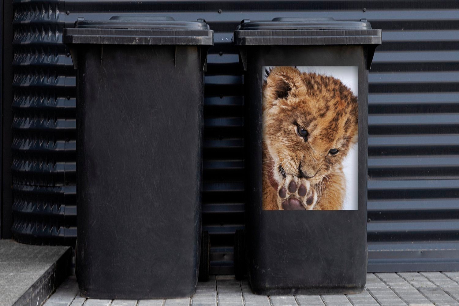 Löwe - Wandsticker St), (1 - Tiger Jungtier Mülleimer-aufkleber, Sticker, MuchoWow Abfalbehälter Mülltonne, Container,