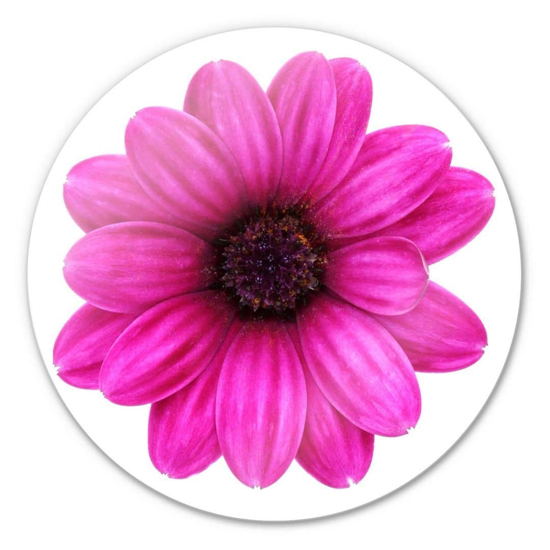 K&L Wall Art Gemälde Glas Wandbild Rund Glasbild Gerbera pink Blume Blüte Sommer, Wandschutz Deko Bilder