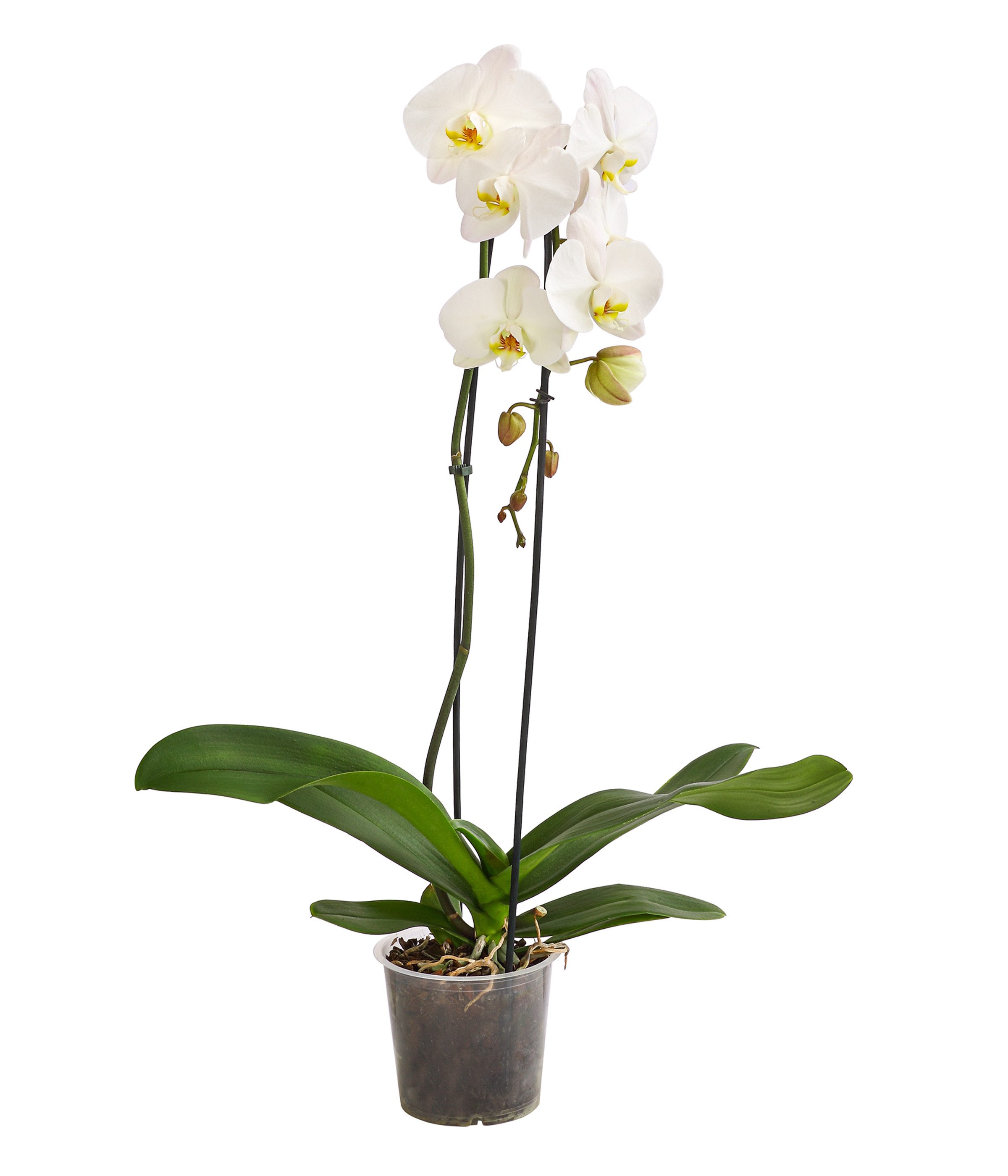 Dehner Zimmerpflanze Schmetterlingsorchidee Cascade, Phalaenopsis cultivaris, Orchidee, weiß, elegant, schlicht