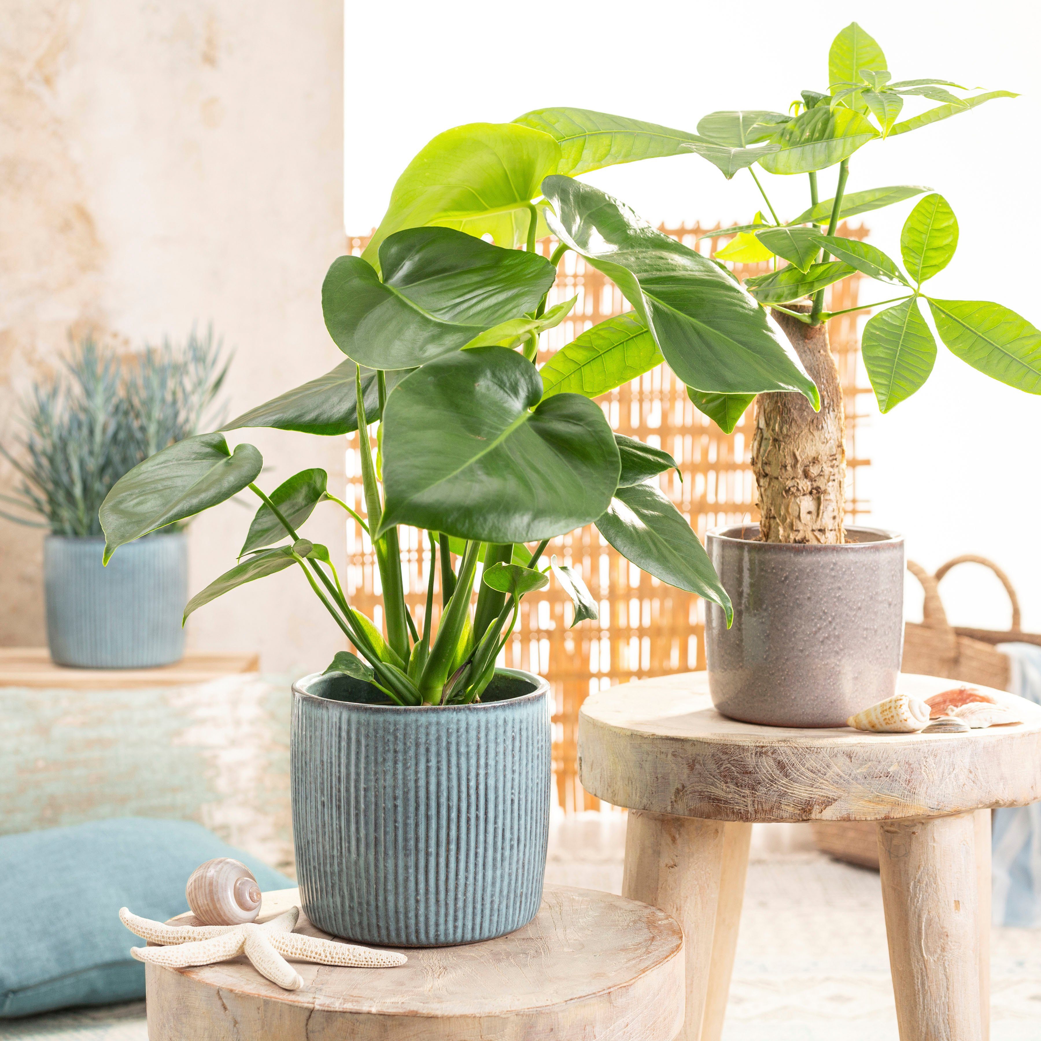 Scheurich Blumentopf 909/21 lagoon günstig online kaufen
