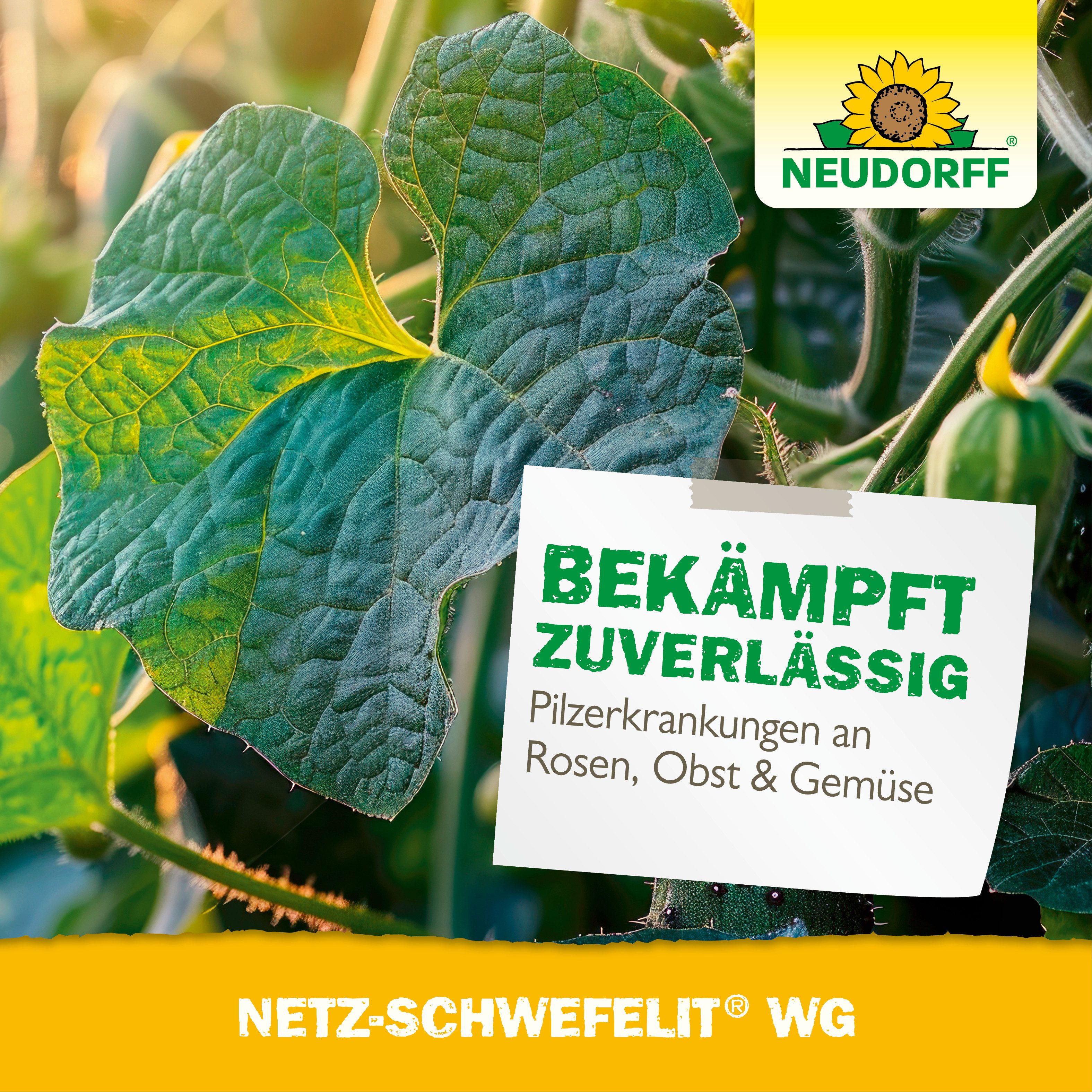 Neudorff Pflanzen-Pilzfrei Netz-Schwefelit WG, 75 g, Wasserdispergierbares Schwefel-Fungizid, 75 g in 5 einzeln portionierten Beuteln à 15 g, Schwefel bildet einen vorbeugenden Schutzfilm auf den Blättern