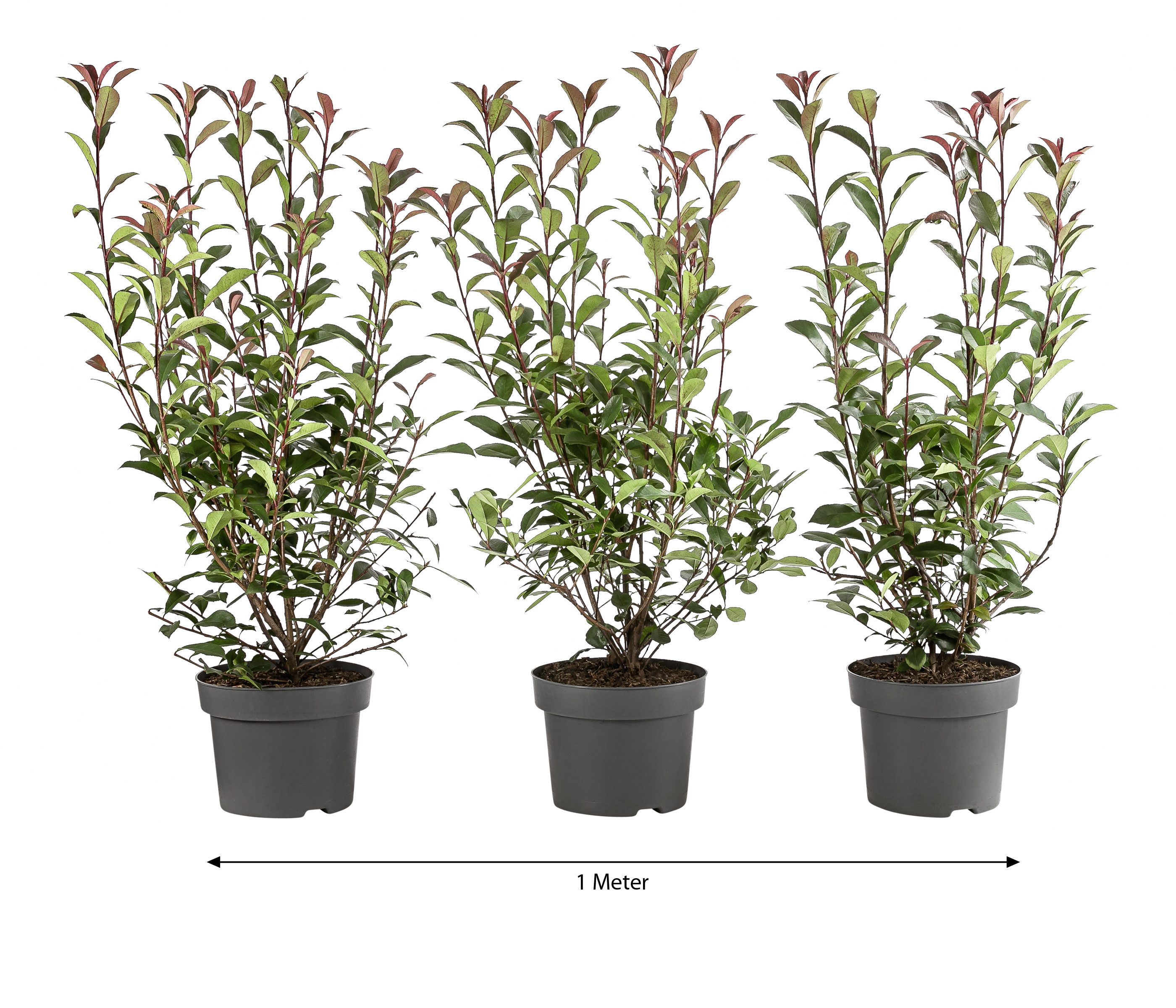 Dehner Hecken Purpur-Glanzmispel Carre Rouge, 3 Pflanzen, ca. 1 m, 40 - 60 cm, bienenfreundlich, glänzendes Blattwerk