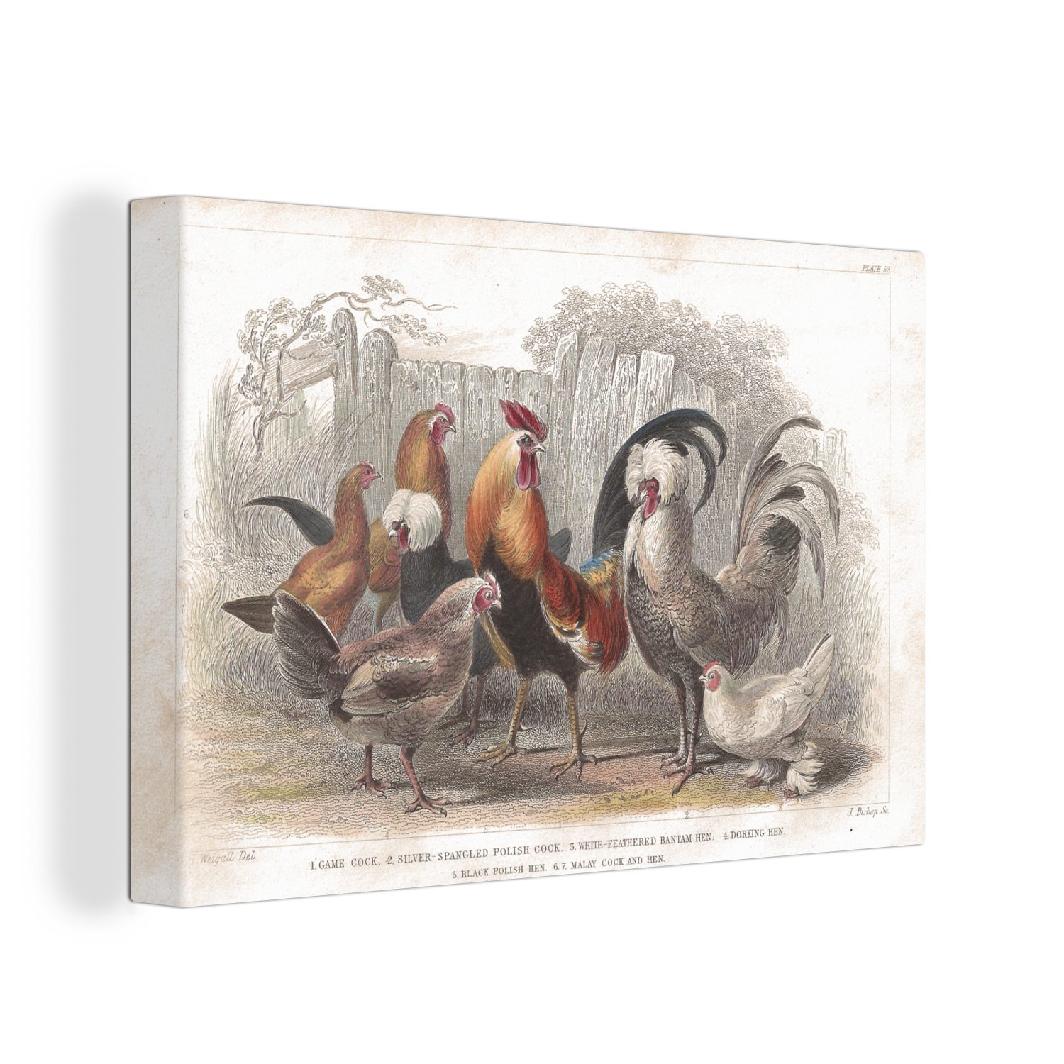 OneMillionCanvasses® Leinwandbild Illustration eines Hahns und von Hühnern auf einem Bauernhof, (1 St), Wandbild Leinwandbilder, Aufhängefertig, Wanddeko, 30x20 cm