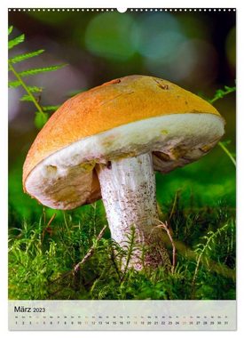 CALVENDO Wandkalender Pilze - kleine Riesen (Premium, hochwertiger DIN A2 Wandkalender 2023, Kunstdruck in Hochglanz)