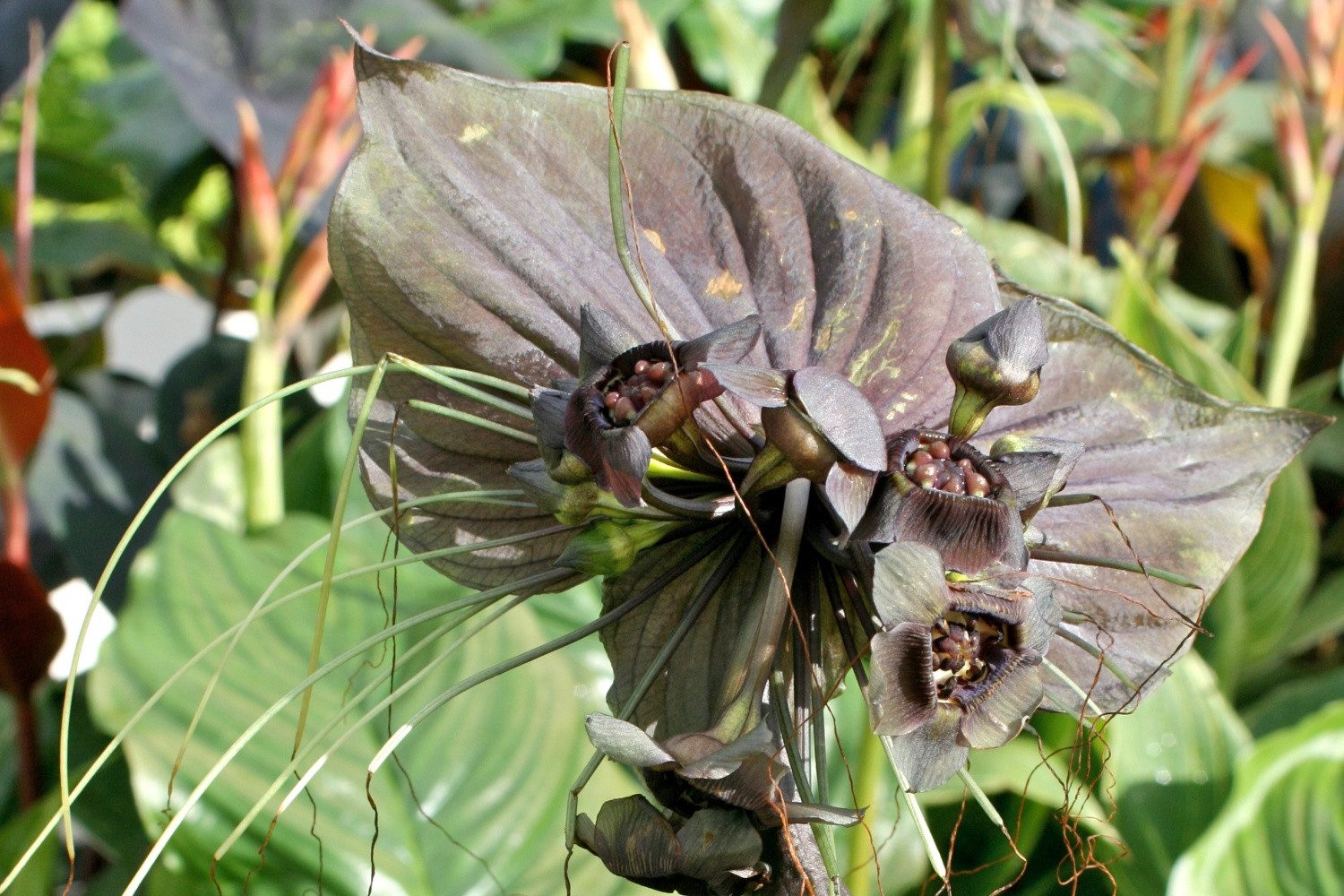 SAFLAX Blumensamen SAFLAX - Samen - Fledermausblume – Bild 5 von 5