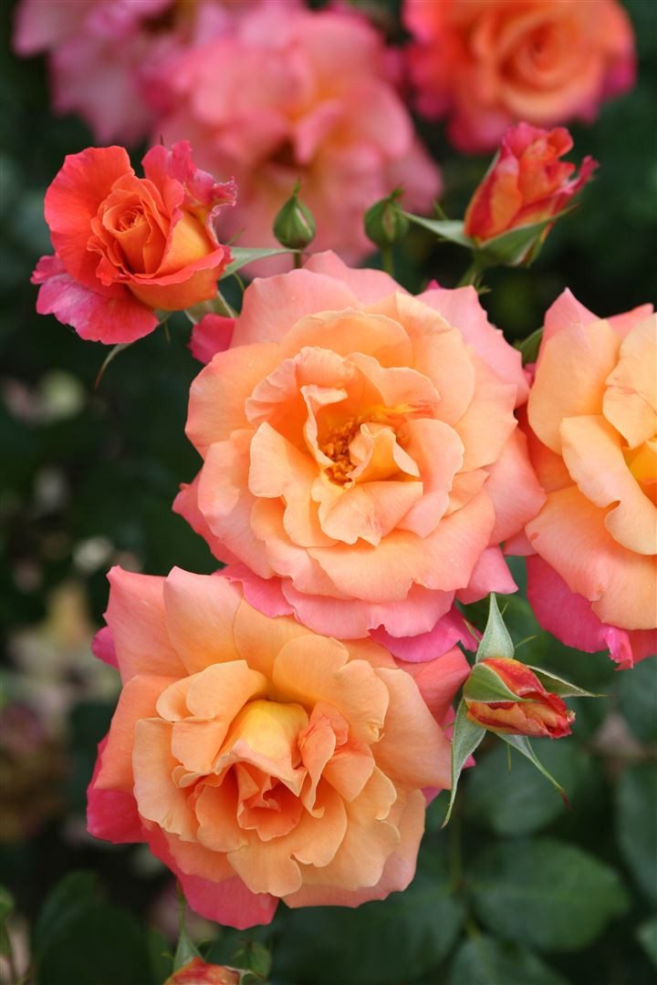 Pflanzen für Dich Rose Rosa Freisinger Morgenröte