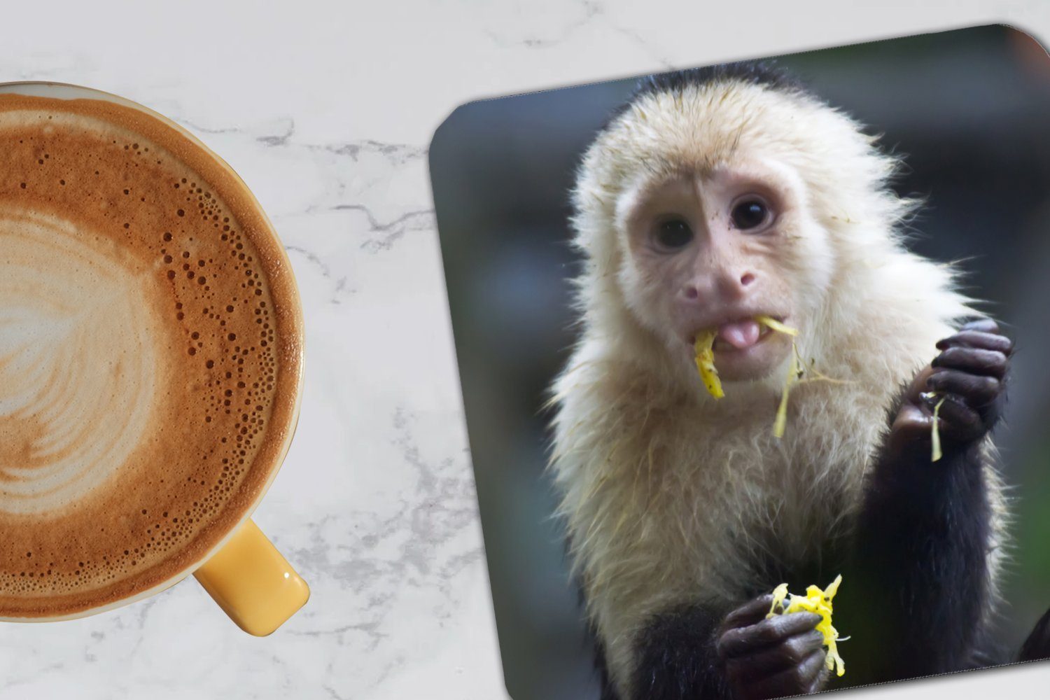 MuchoWow Tasse Zubehör Korkuntersetzer, Gläser, 6-tlg., Untersetzer, für in Glasuntersetzer, Glasuntersetzer Costa Fruchtfressendes Tischuntersetzer, Kapuzineräffchen Rica,