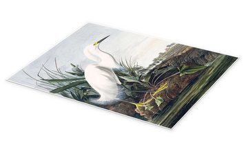 Posterlounge Poster John James Audubon, Schneereiher oder Weißer Egrat, Vintage Malerei