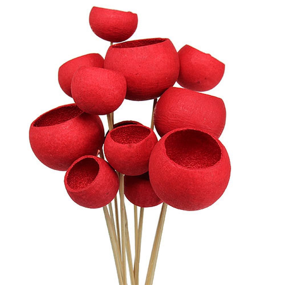 Trockenblume Bell Cup Deko Rot 15 St - Trocken- & Eventfloristik, 15 Stück, Florists Products, Höhe 6 cm