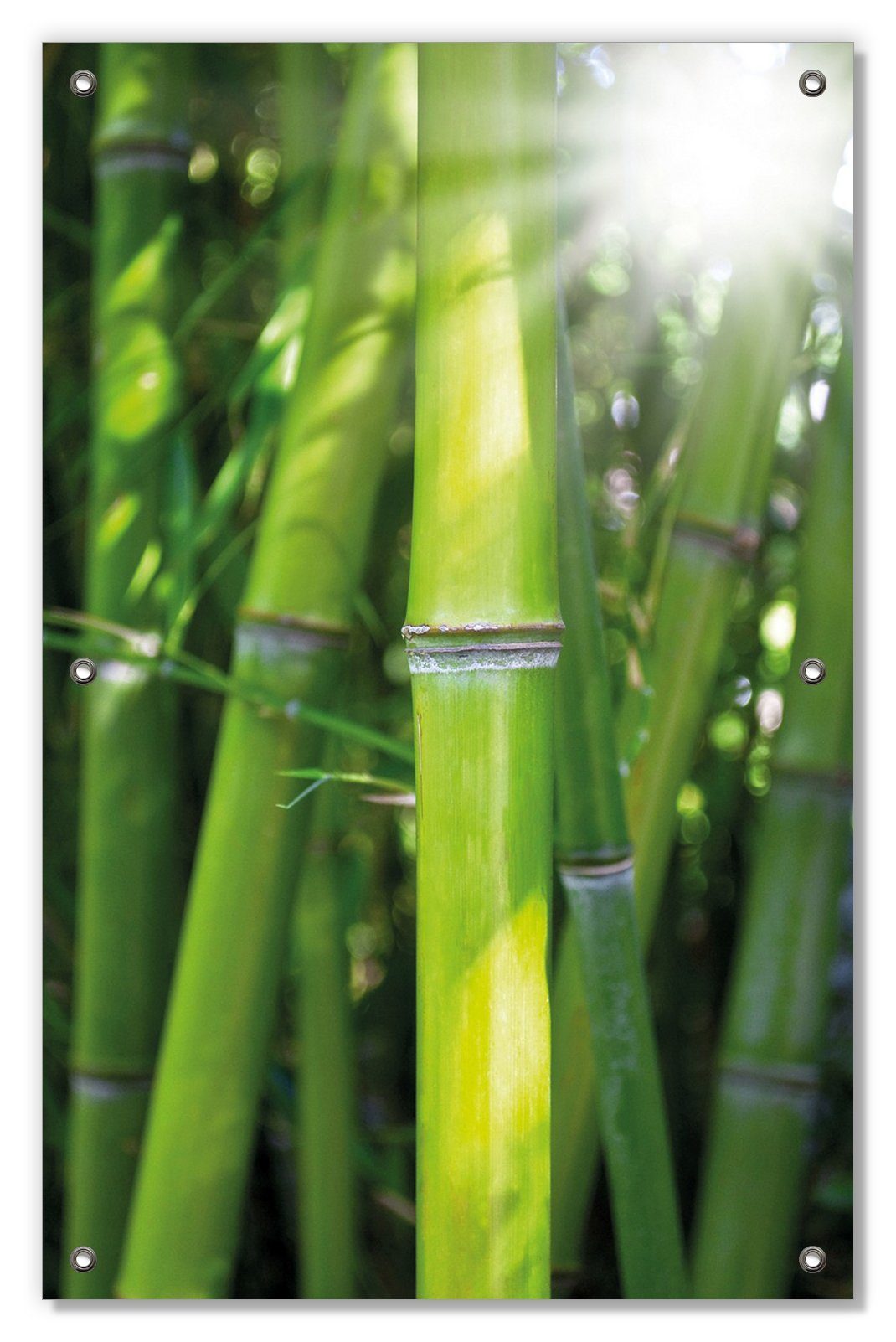Super günstiger Neuartikel Sonnenschutz Bambus im Sonnenschein, Wallario, und Saugnäpfen, wiederverwendbar wiederablösbar mit blickdicht