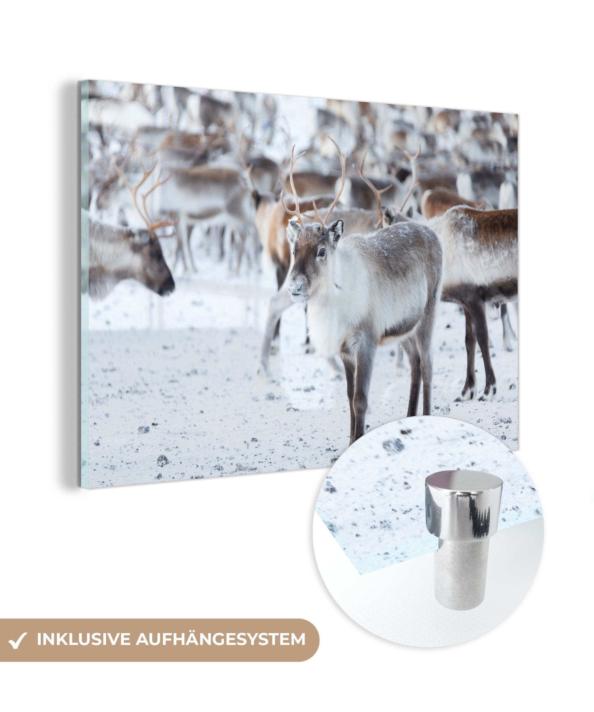 MuchoWow Acrylglasbild Rentier - Schnee - Winter, (1 St), Acrylglasbilder Wohnzimmer & Schlafzimmer