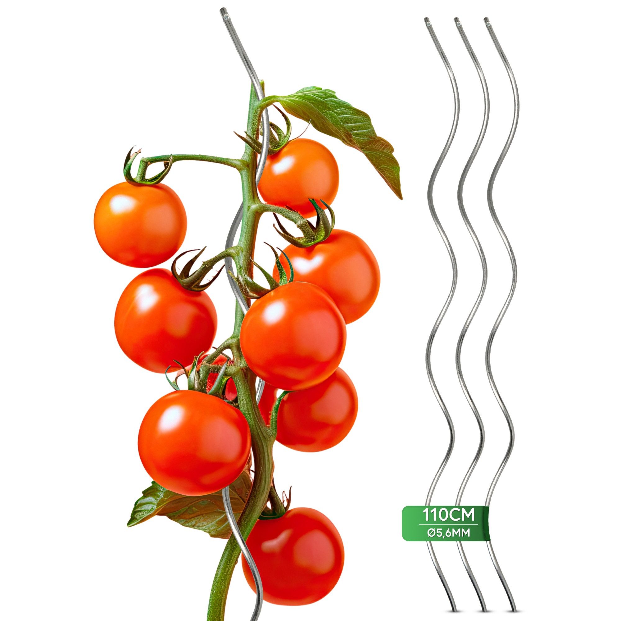 Gartenwelt Riegelsberger Tomatengewächs...