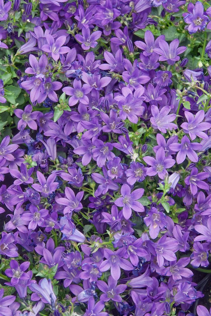 Pflanzen für Dich Staude Campanula port. Resholt, 1 St., Dalmatiner-Glockenblume, Polsterglockenblume