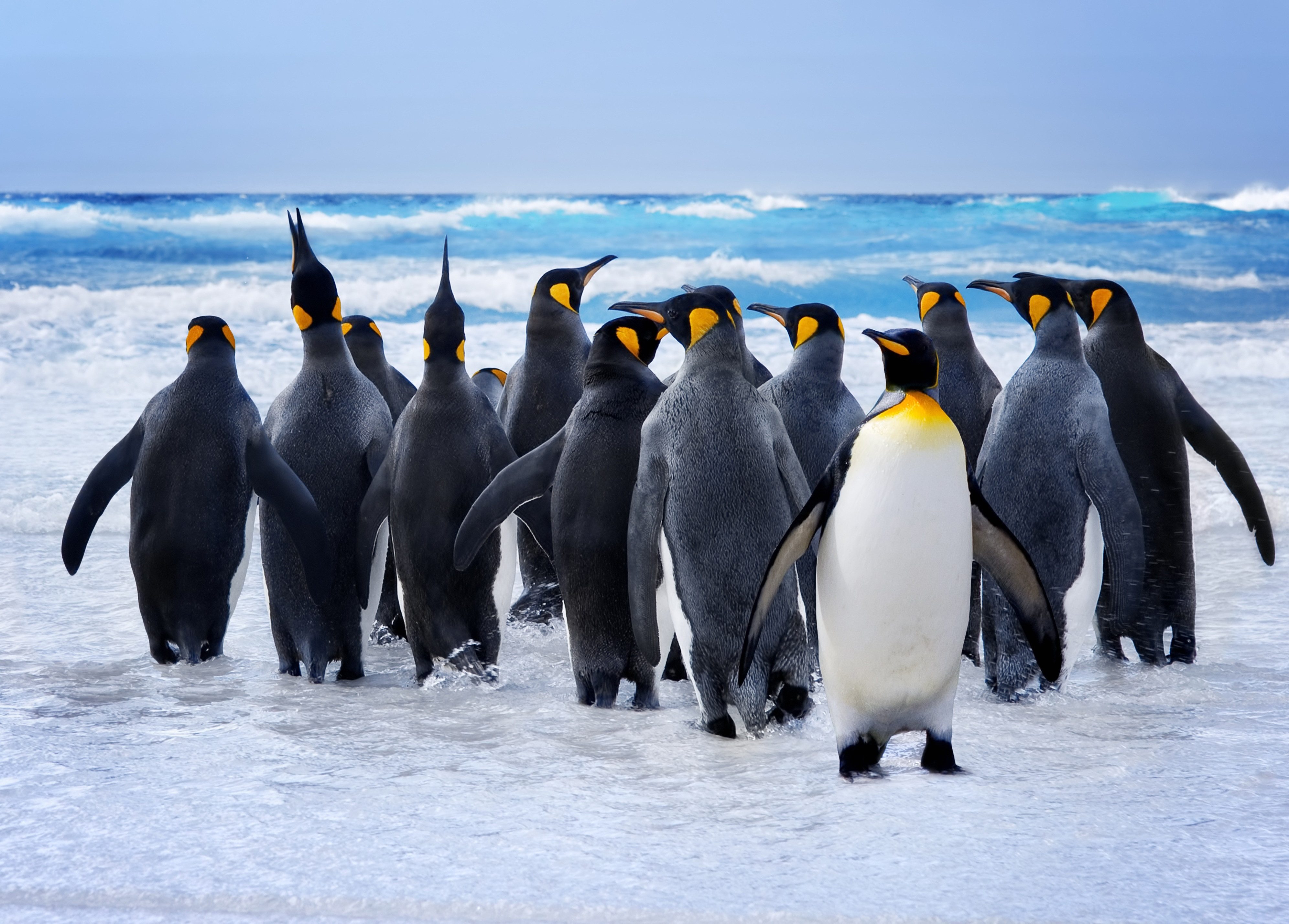 Fototapete VLIES-Tapete Premium "Königspinguine"