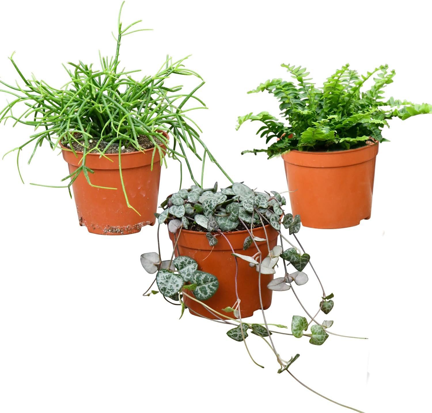 Green Me Up Zimmerpflanze Babypflanzen Trio Hängepflanzen, Wächst in Erde, Pflegeleicht, Ungiftig für Tiere und Kinder