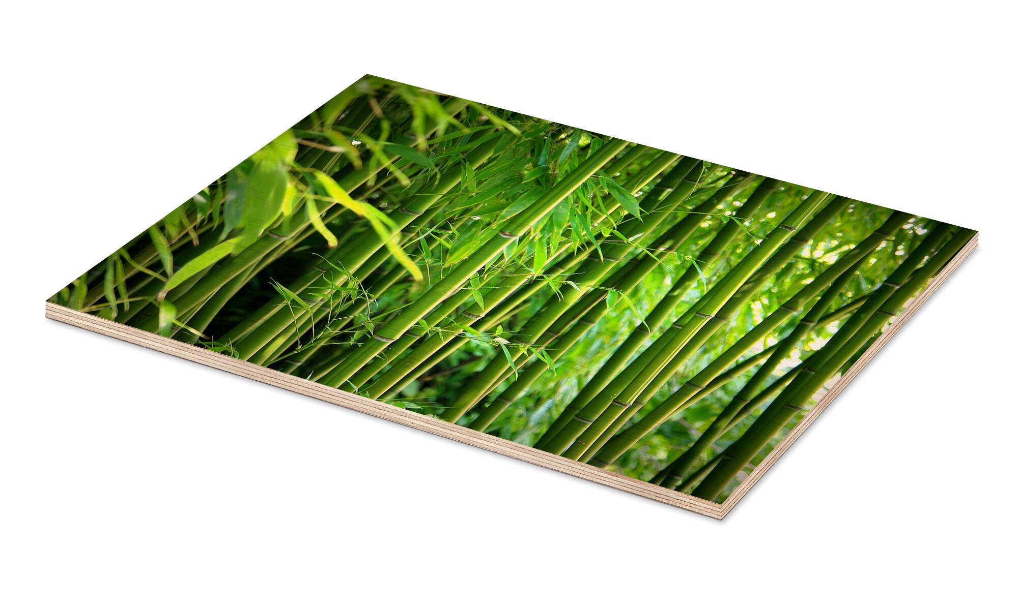 Posterlounge Wandbild Bambus II, Gabi Siebenhühner, erhältlich als Poster, Leinwandbild, Wandsticker oder Acrylglasbild