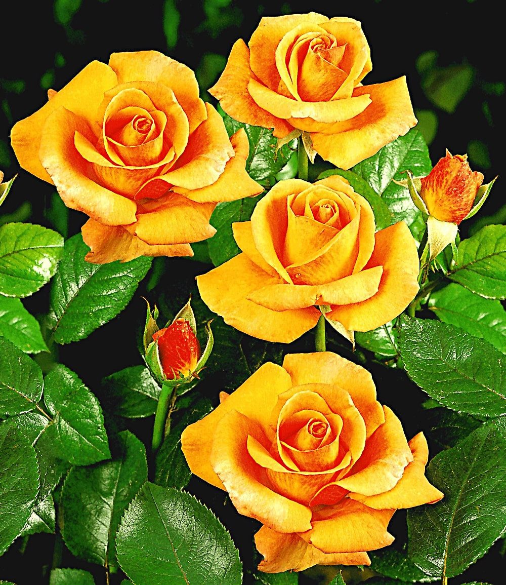 BALDUR Garten Rose Edelrose 'Maja Oetker®', 1 St., Großblumige Edelrose, duftend, robust, pflegeleicht