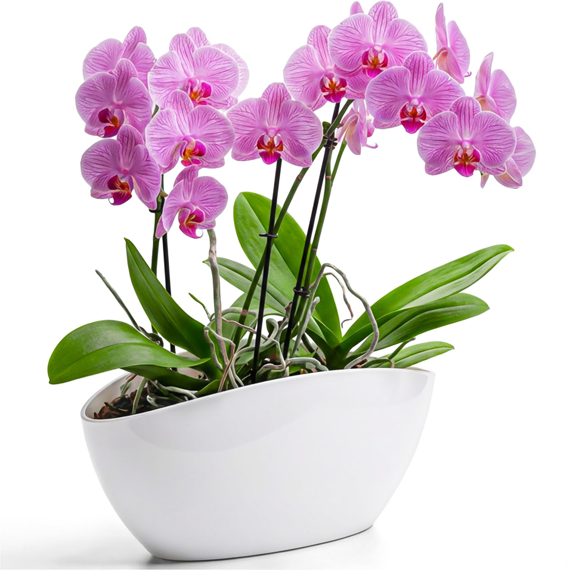 KONZEPT Übertopf für Orchideen, mit elegantem Design, Ovale Form, für schmale Fensterbänke und 2 Töpfe bis Ø 12 cm