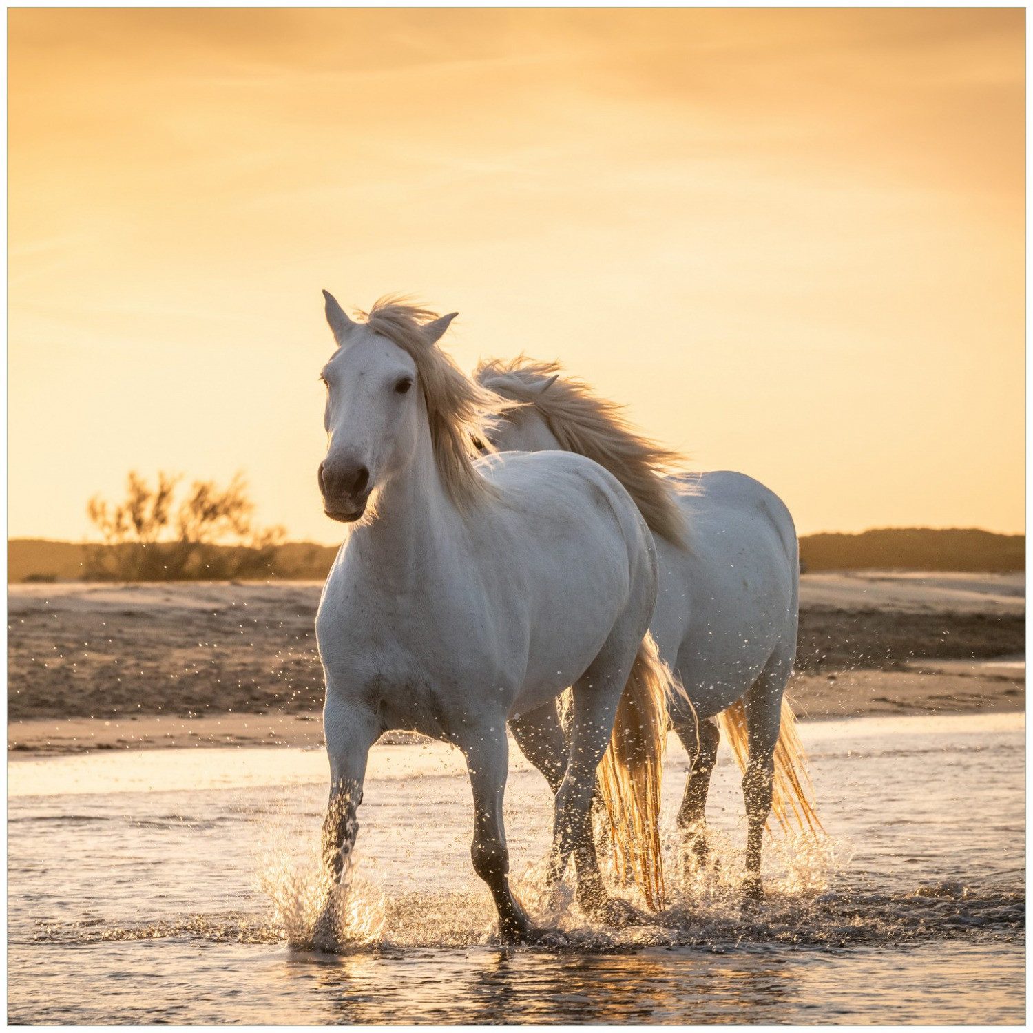 Wallario Glasbild, Pferde im Abendlicht, in verschiedenen Ausführungen